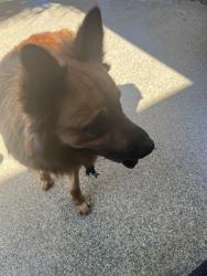 Found/Stray Male Dog last seen Ridge rd, Port Richey, FL 34668