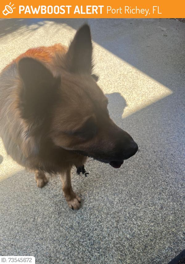 Found/Stray Male Dog last seen Ridge rd, Port Richey, FL 34668