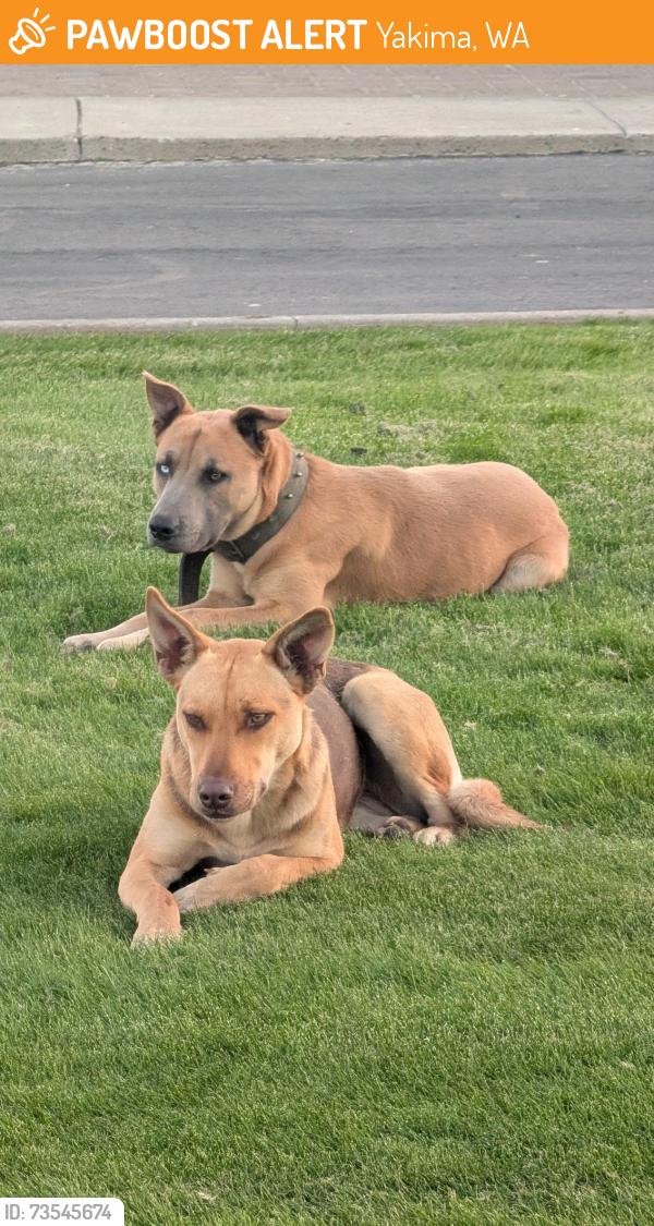 Found/Stray Female Dog last seen 16th & Ahtanum or Industrial Way, frequenting many businesses and homes here, Yakima, WA 98903