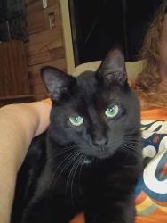 Lost Male Cat last seen Shunga & College, Topeka, KS 66611