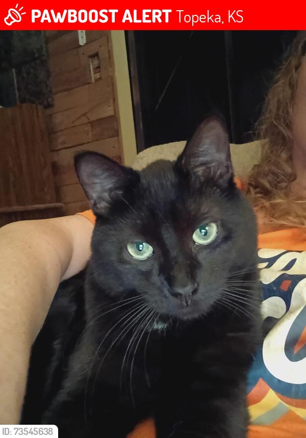 Lost Male Cat last seen Shunga & College, Topeka, KS 66611