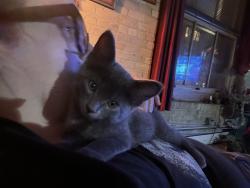 Found/Stray Unknown Cat last seen Union depot, Saint Paul, MN 55101