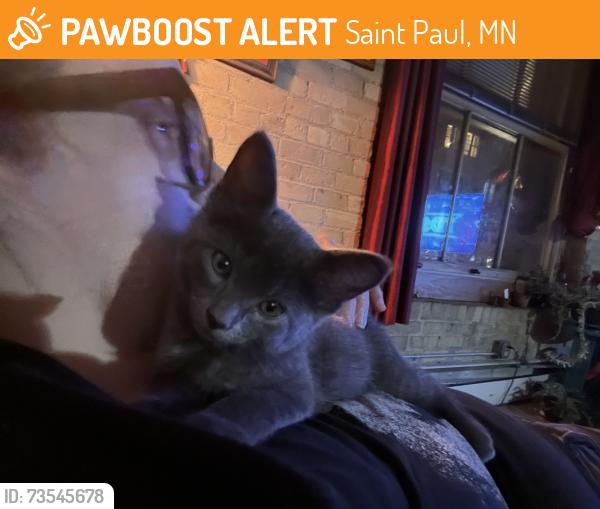 Found/Stray Unknown Cat last seen Union depot, Saint Paul, MN 55101