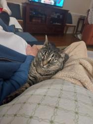 Reunited Female Cat last seen Near avenel lane clayton nc, Clayton, NC 27527