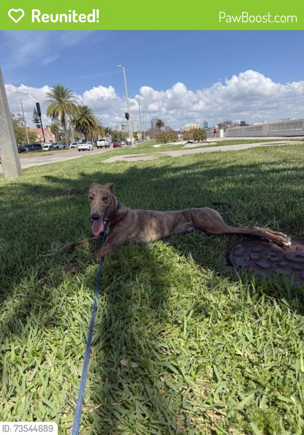 Reunited Male Dog last seen Near Enfield St, Boca Raton, FL 33487, USA, Boca Raton, FL 33487