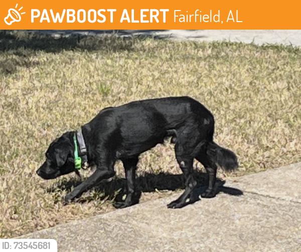 Found/Stray Unknown Dog last seen Cambridge Subdivision, Fairfield, AL 35064