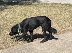 Found/Stray Unknown Dog last seen Cambridge Subdivision, Fairfield, AL 35064