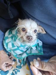 Found/Stray Female Dog last seen East 24th Street between 11th and 12th ave paterson, New York, NY 10011