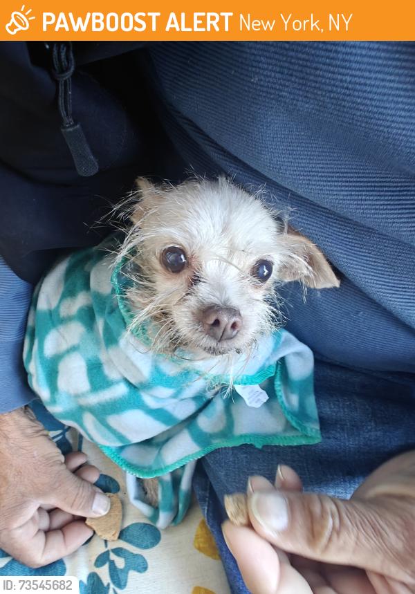 Found/Stray Female Dog last seen East 24th Street between 11th and 12th ave paterson, New York, NY 10011