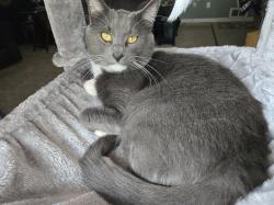 Reunited Male Cat last seen 157th & 154th St S, Fair Oaks Dr S, off Spanaway Loop Road, Spanaway, WA 98387