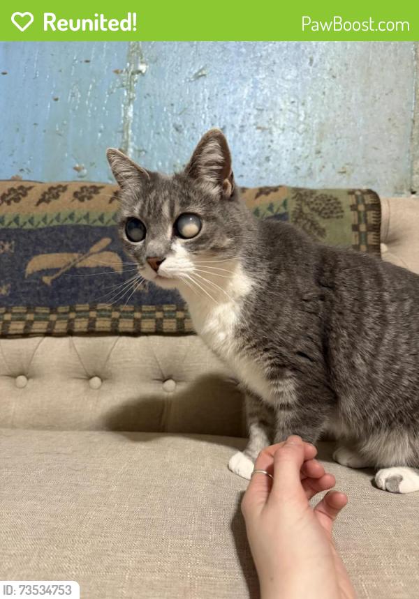 Reunited Unknown Cat last seen Pointe park, Cheyenne, WY 82009