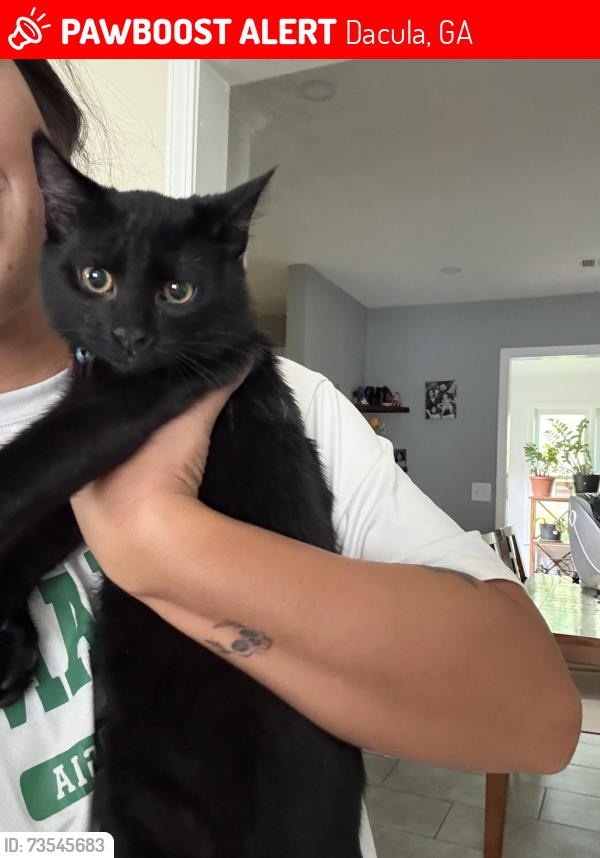 Lost Male Cat last seen Harbins Road, Dacula, GA 30019