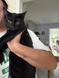 Lost Male Cat last seen Harbins Road, Dacula, GA 30019