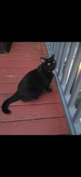 Lost Male Cat last seen Main st, Swanzey, NH 03446