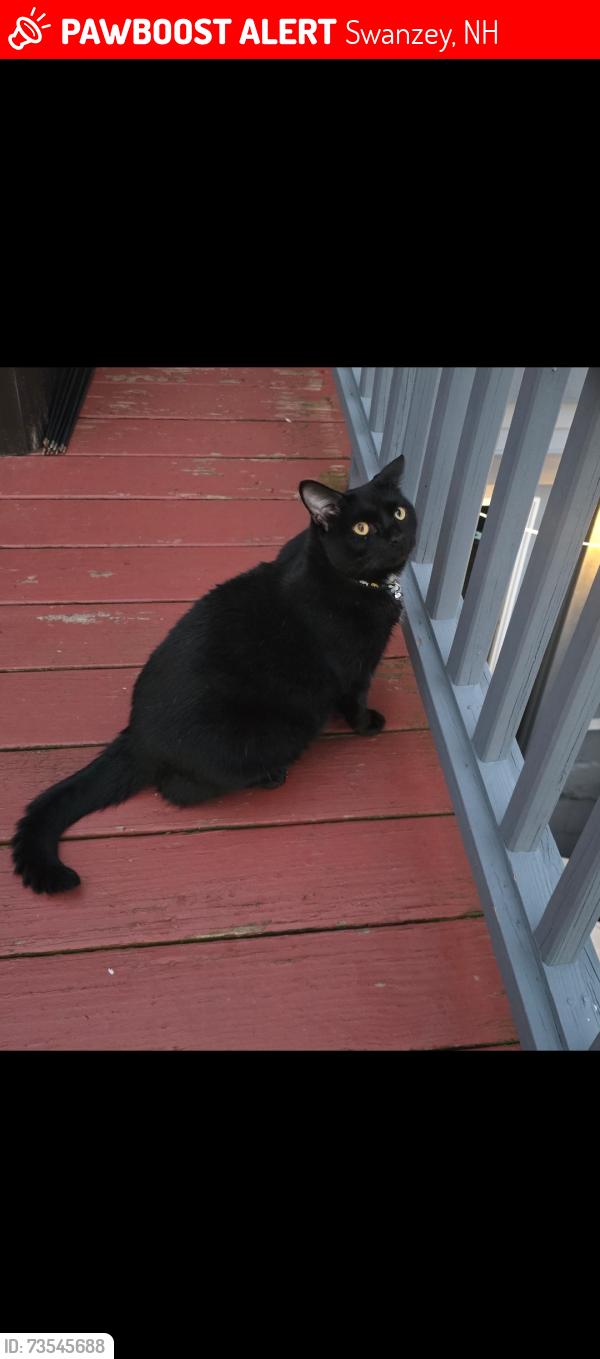 Lost Male Cat last seen Main st, Swanzey, NH 03446