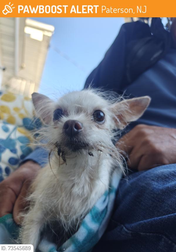 Found/Stray Female Dog last seen 11th ave & 12th ave, Paterson, NJ 07514