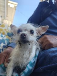 Found/Stray Female Dog last seen 11th ave & 12th ave, Paterson, NJ 07514
