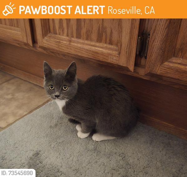 Found/Stray Female Cat last seen Bel-air on Sunrise and Cirby, Roseville, CA 95661