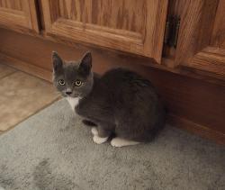 Found/Stray Female Cat last seen Bel-air on Sunrise and Cirby, Roseville, CA 95661