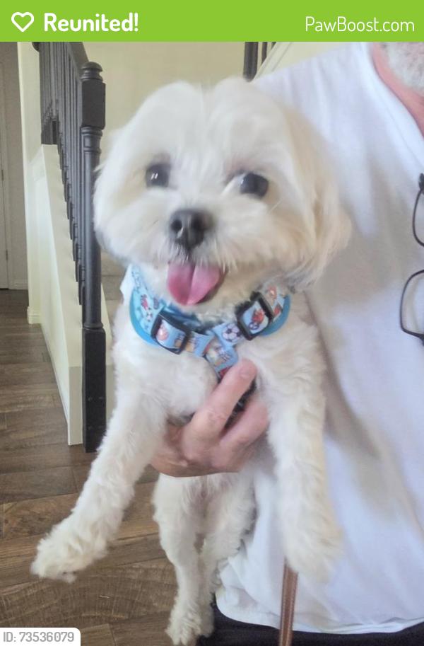Reunited Female Dog last seen Winding Creek, Round Rock, TX 78665