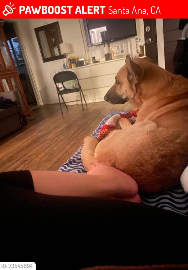 Lost Female Dog last seen Birch and Pomona, Santa Ana, CA 92707