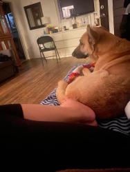 Lost Female Dog last seen Birch and Pomona, Santa Ana, CA 92707