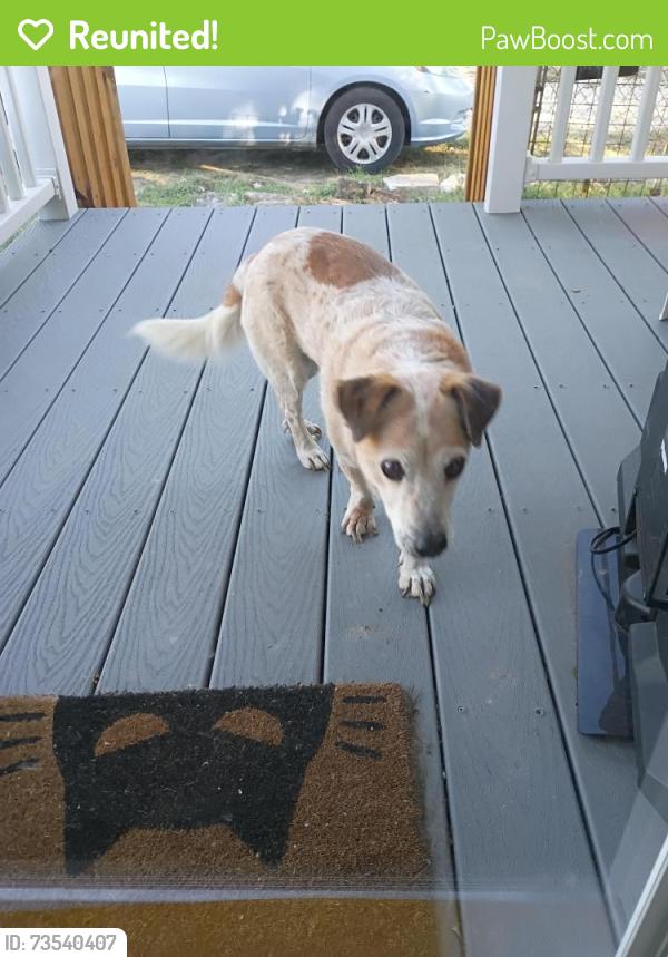 Reunited Male Dog last seen Palmway St & Freecrest St, Houston, TX 77034