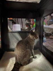Found/Stray Female Cat last seen Freeman road and hopkins road, Central Point, OR 97502