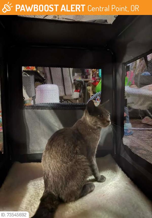 Found/Stray Female Cat last seen Freeman road and hopkins road, Central Point, OR 97502