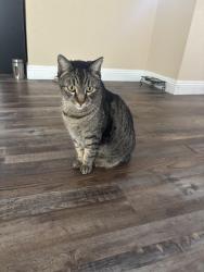 Lost Male Cat last seen Arroyo Grande & Hillpointe, Henderson, NV 89074