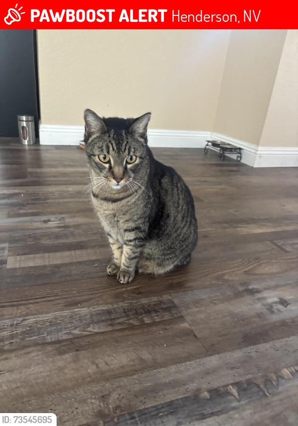 Lost Male Cat last seen Arroyo Grande & Hillpointe, Henderson, NV 89074