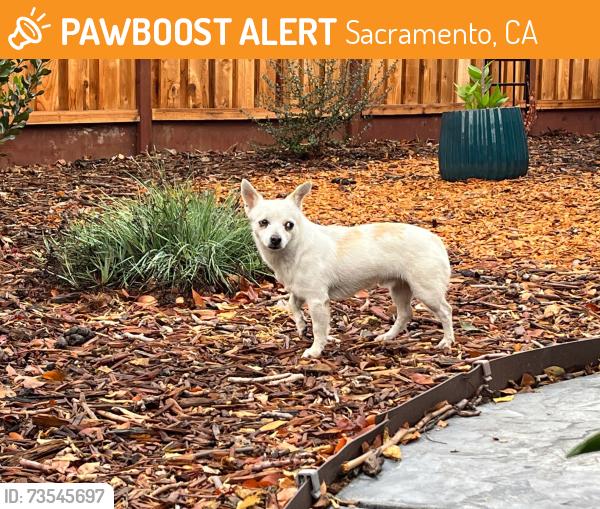 Found/Stray Male Dog last seen Franklin Blvd and Castro Way, Sacramento, CA 95818