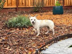 Found/Stray Male Dog last seen Franklin Blvd and Castro Way, Sacramento, CA 95818