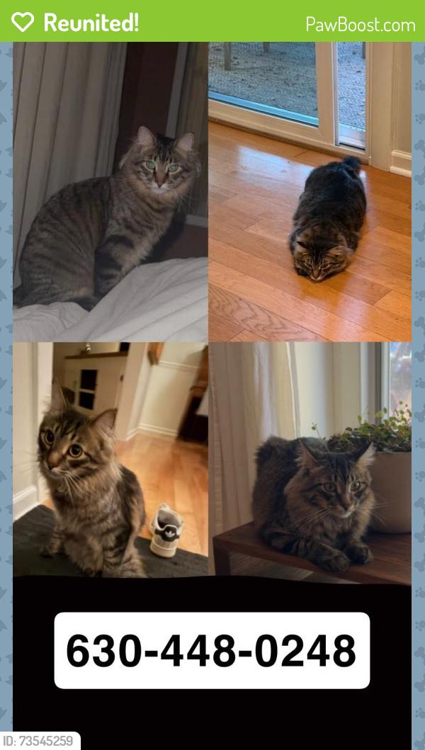 Reunited Male Cat last seen By brockway dr and boulder hill pass, by Thompson jr high, Oswego, IL 60543