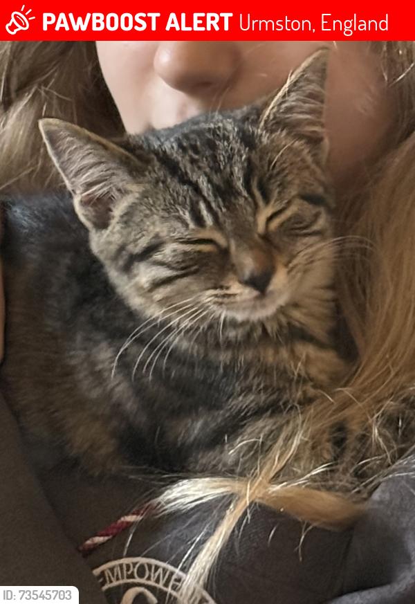 Lost Female Cat last seen Lawrence Road, Flixton, Urmston, England 