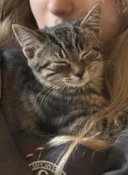 Lost Female Cat last seen Lawrence Road, Flixton, Urmston, England 