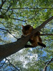 Lost Female Cat last seen The West mall and rathburn, Toronto, ON 