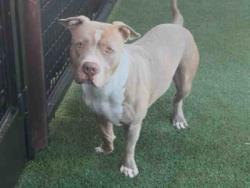 Shelter Stray Male Dog last seen DALE AVE, 5821 Sweetwater Rd, Bonita, CA 91902, USA