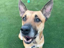 Shelter Stray Female Dog last seen BARRETT LAKE RD, 5821 Sweetwater Rd, Bonita, CA 91902, USA