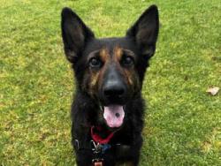 Shelter Stray Female Dog last seen QUARRY RD, 5821 Sweetwater Rd, Bonita, CA 91902, USA