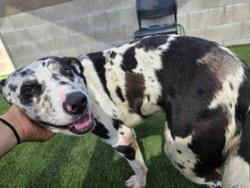Shelter Stray Male Dog last seen Near BLOCK ALTA VEGA RD, 5821 Sweetwater Rd, Bonita, CA 91902, USA