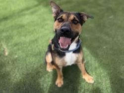 Shelter Stray Male Dog last seen Near BLOCK FREEWAY IN CAMPO, 5821 Sweetwater Rd, Bonita, CA 91902, USA