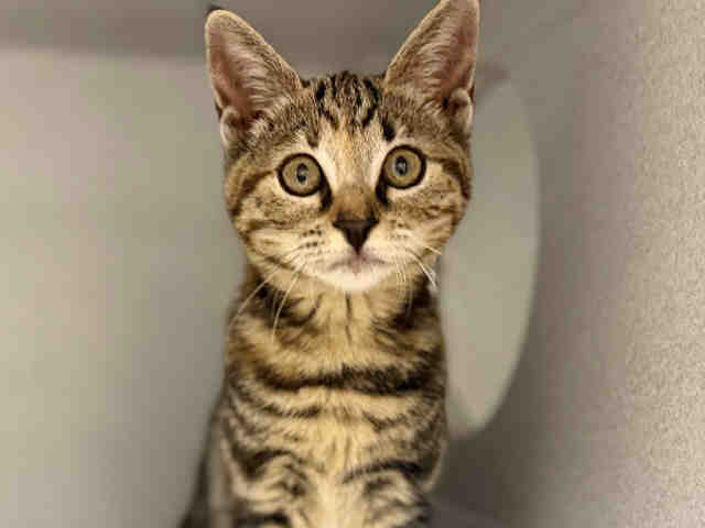 Shelter Stray Female Cat last seen , 5821 Sweetwater Rd, Bonita, CA 91902, USA