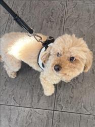Shelter Stray Male Dog last seen , 11361 W Pico Blvd, Los Angeles, CA 90064, USA
