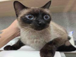 Shelter Stray Female Cat last seen , 5821 Sweetwater Rd, Bonita, CA 91902, USA