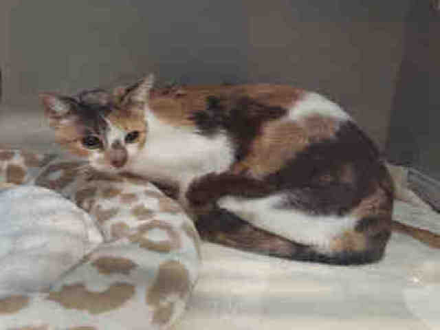 Shelter Stray Female Cat last seen , 5821 Sweetwater Rd, Bonita, CA 91902, USA