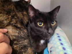 Shelter Stray Female Cat last seen , 5821 Sweetwater Rd, Bonita, CA 91902, USA