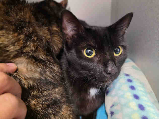 Shelter Stray Female Cat last seen , 5821 Sweetwater Rd, Bonita, CA 91902, USA