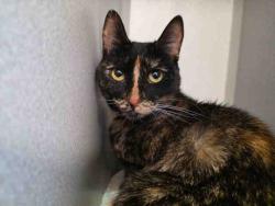 Shelter Stray Female Cat last seen , 5821 Sweetwater Rd, Bonita, CA 91902, USA