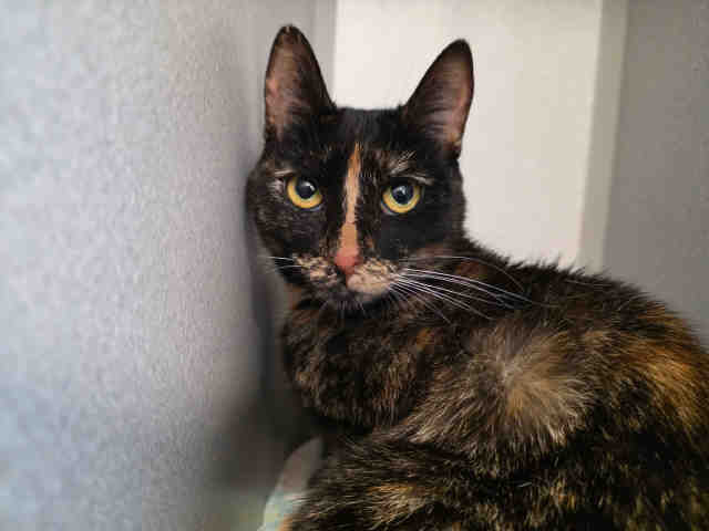 Shelter Stray Female Cat last seen , 5821 Sweetwater Rd, Bonita, CA 91902, USA